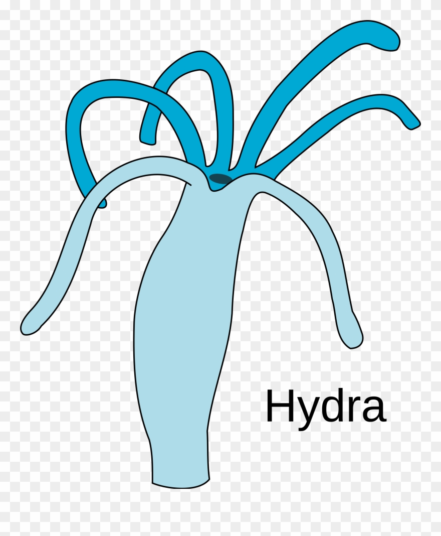 Download Hydra Svg - Easy Diagram Of Hydra Clipart (#1401418) - PinClipart