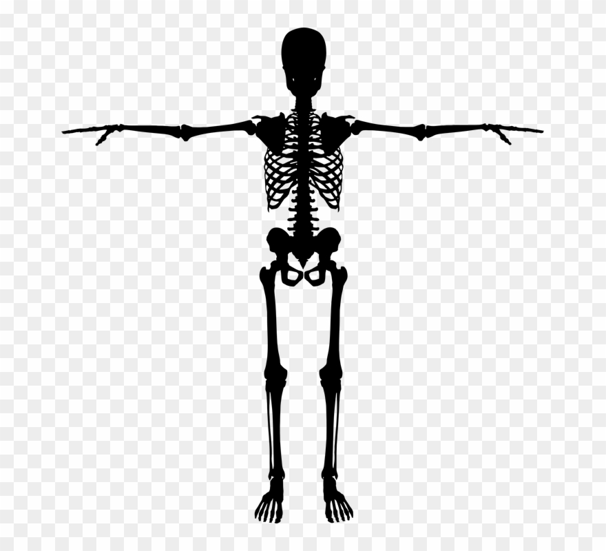 Human Figure Images 1, Buy Clip Art - Skeleton Silhouette Png Transparent Png
