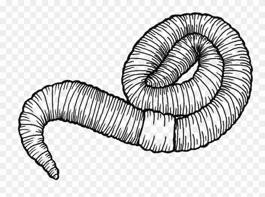 Image Royalty Free Stock At Getdrawings Com Free For - Earthworm Clipart
