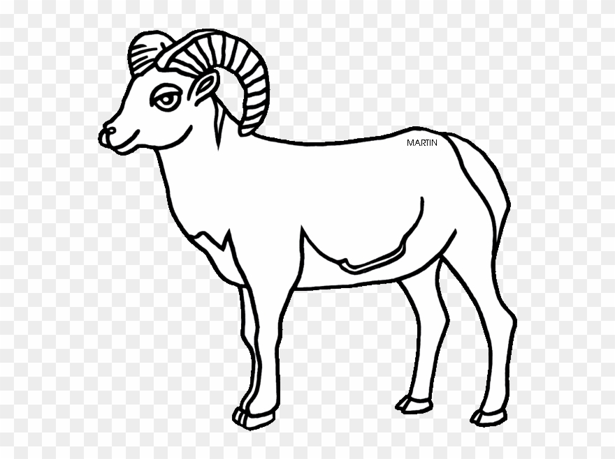 Mountain Goat Clipart Mountain Sheep - Desert Bighorn Sheep Drawing - Png Download