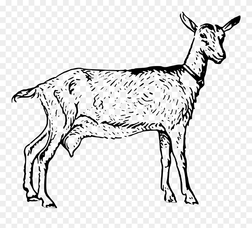Goat Png 13, Buy Clip Art - Nigerian Dwarf Goat Black And White Drawing Transparent Png
