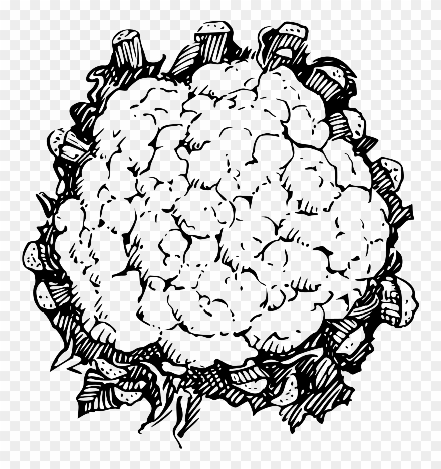Cauliflower - Line Drawing Of Cauliflower Clipart