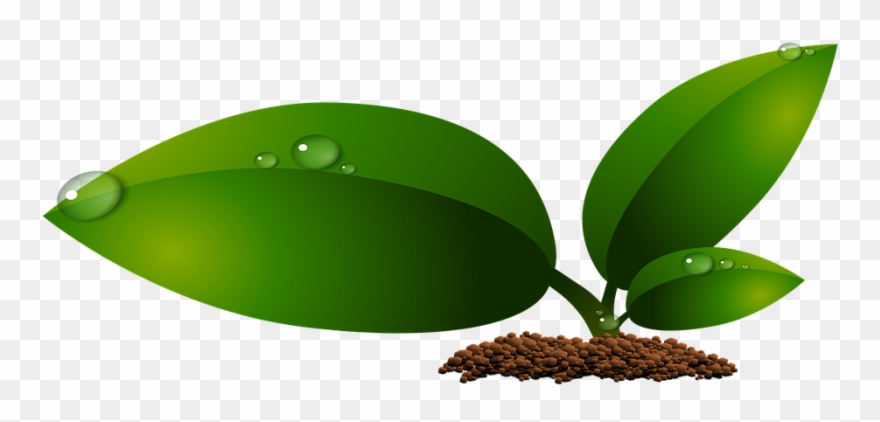 Leaf Embellishment Cliparts 18, Buy Clip Art - Crecimiento De Las Hojas - Png Download