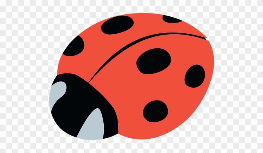 Lady Beetle Clipart Branch - Beetle - Png Download