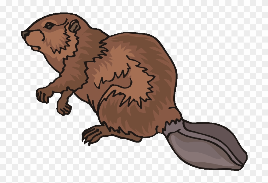 Top 80 Beaver Clip Art - Beaver Clipart - Png Download