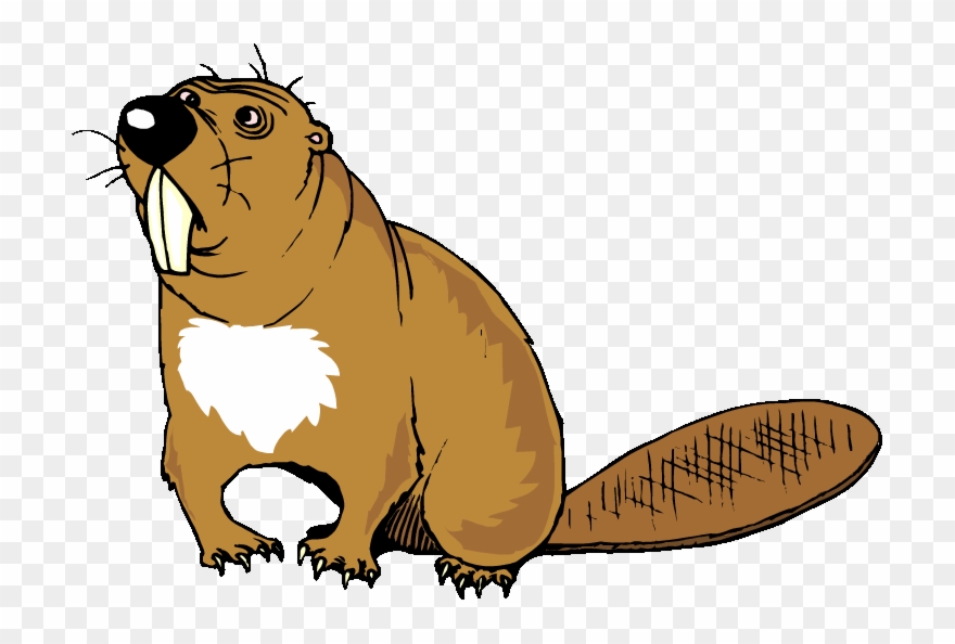 Beavers With Big Teeth Clipart