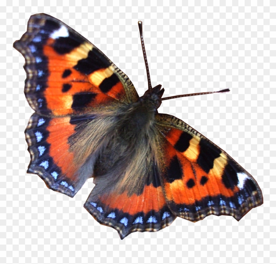 Real Butterfly Moth Png Png Mart - Minilabel Large Butterfly, Circle Greeting Stickers, Clipart
