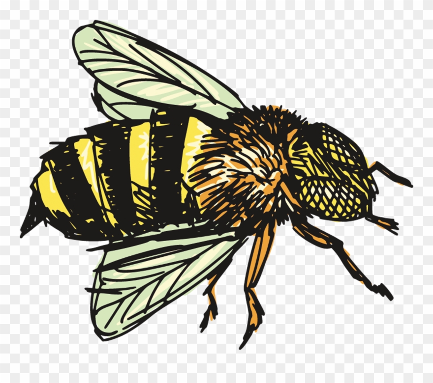 Insect Clip Art Transprent - Bee Drawing Png Transparent Png