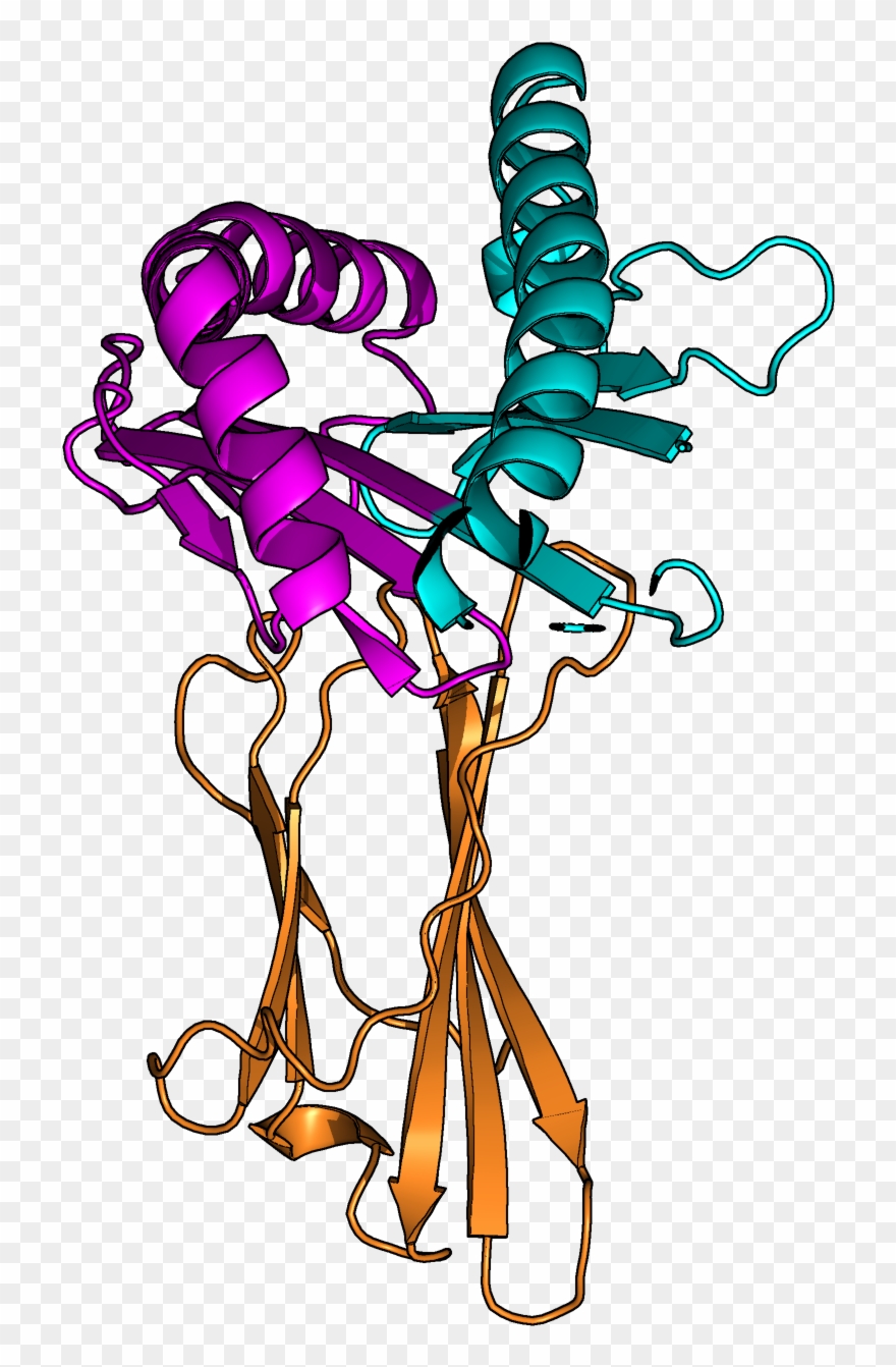 Human Leukocyte Antigens Are Important Components Of - Hierarchy Clipart