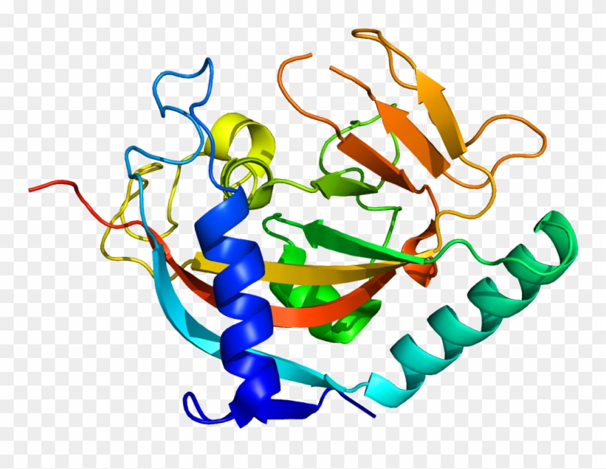 Biology Protein Clipart