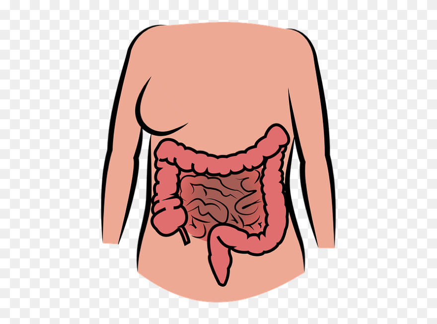 Digestive System - Happens If Your Lungs Are Not Functioning Clipart