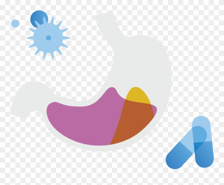 Plays A Pivotal Role In Many Critical Physiological - Medicine Clipart