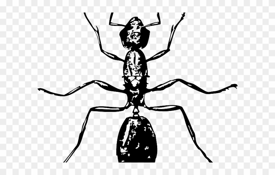 Drawn Legz Ant - Ant Clip Art - Png Download