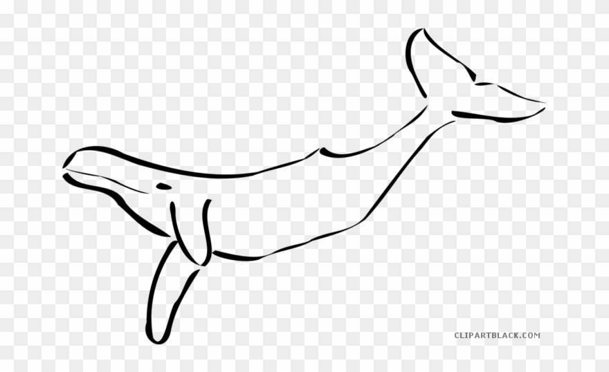 Whale Outline Clipart - Whales Black And White - Png Download