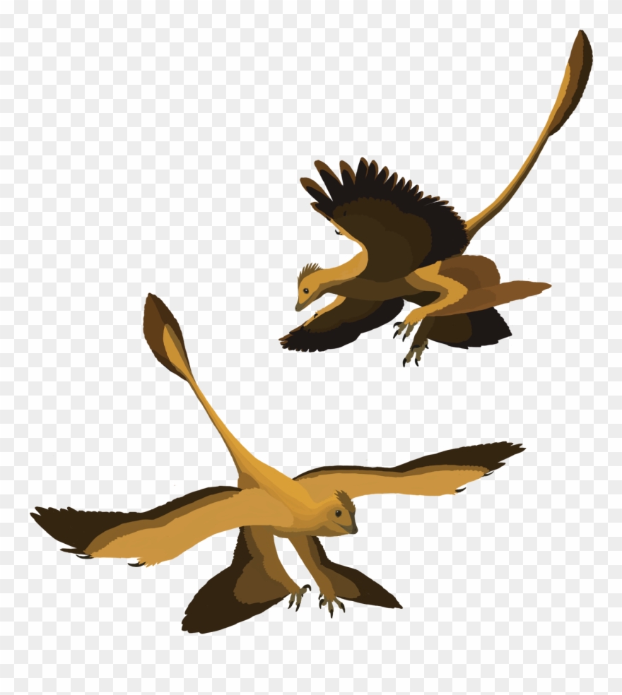 Pteranodon Clipart Microraptor - Microraptor Poses - Png Download