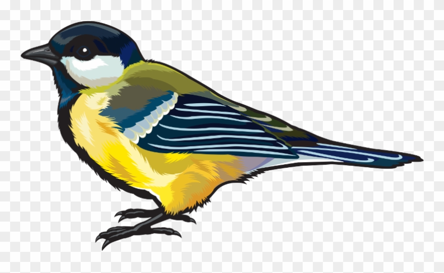 Bird Png Clipart Transparent Png