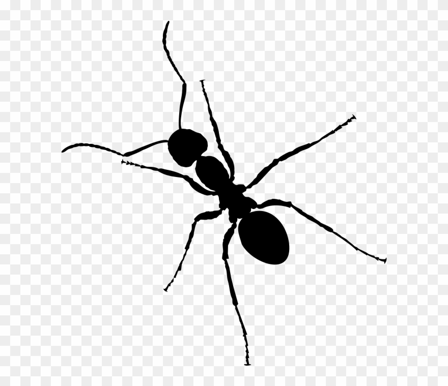 Clipart Silhouette Free Ant - Ant Black And White Clipart - Png Download