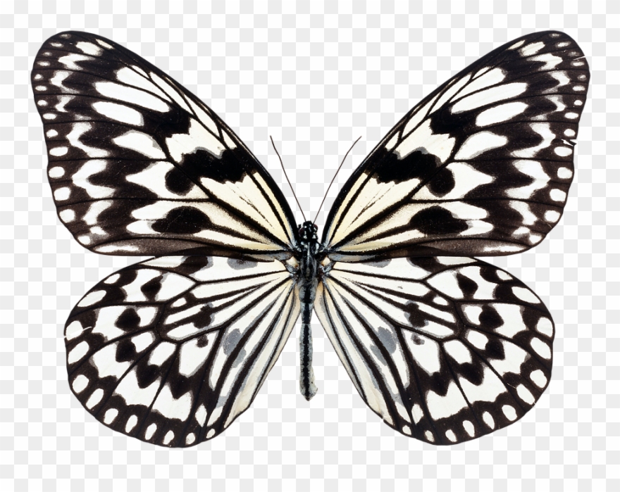 Simple Butterfly Black And White 1, Buy Clip Art - Butterfly White Black Background - Png Download