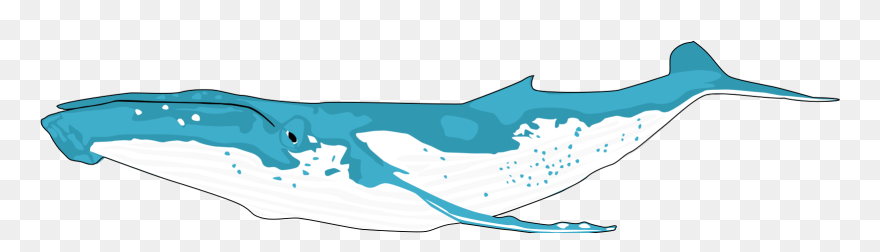 Cartoon Whale Png 29, Buy Clip Art - Humpback Whale Shower Curtain Transparent Png