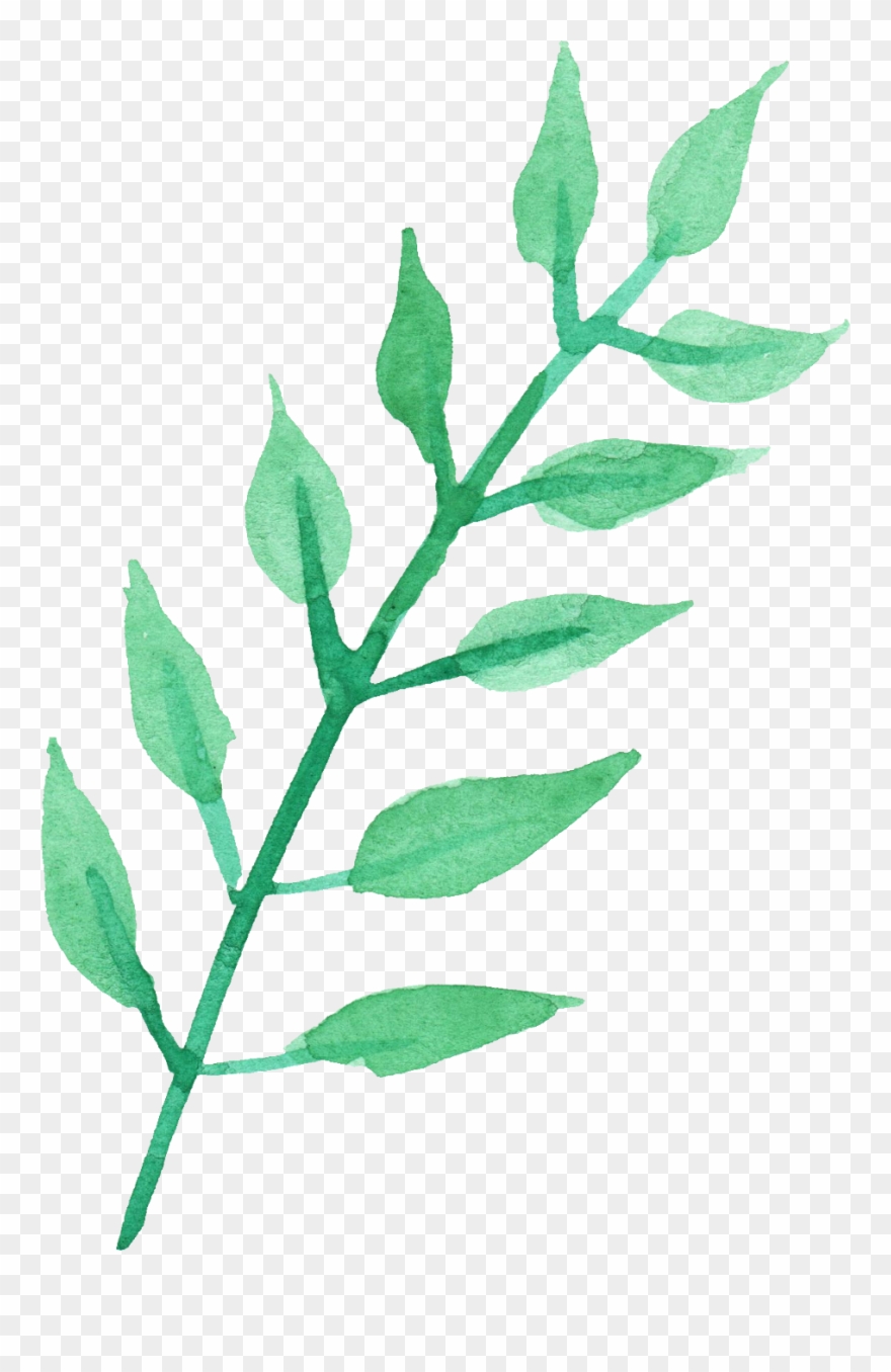 Stem Of A Plant Png Transparent Images - Watercolor Leaves Transparent Background Clipart
