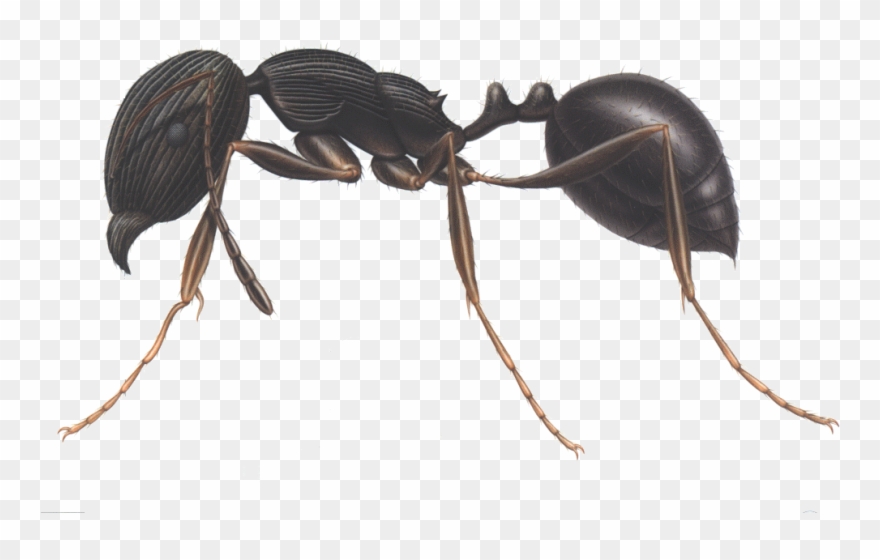 Ants Clipart Three - Pavement Ant - Png Download