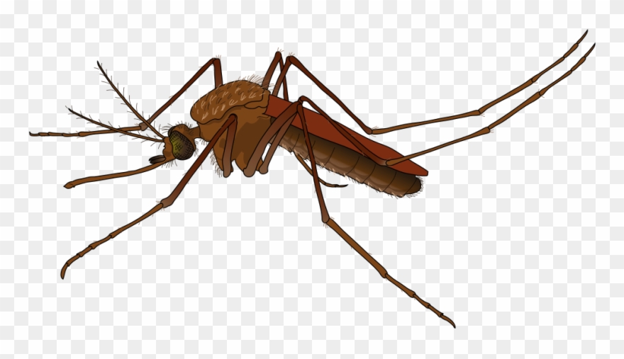 Cockroach Png 18, Buy Clip Art - Mosquito Clipart Transparent Png
