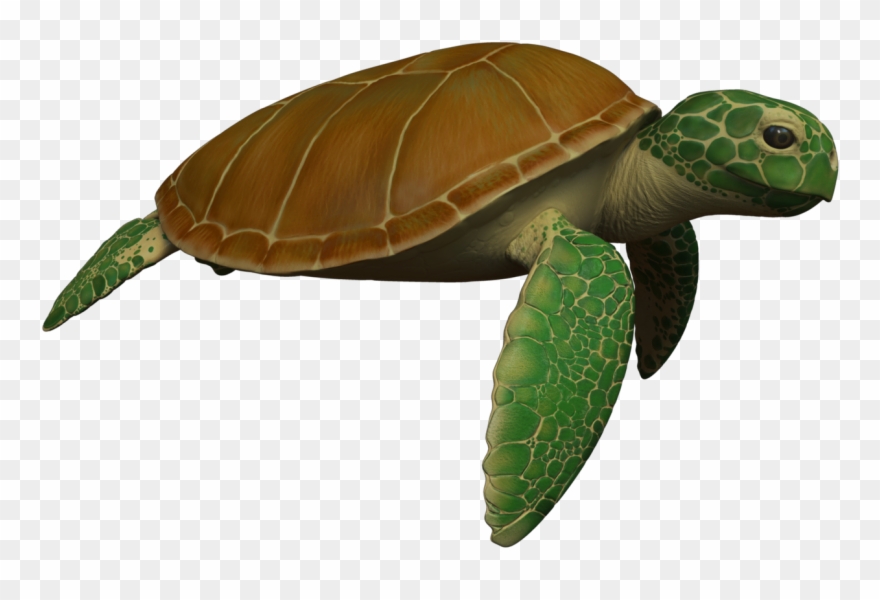 Animated Sea Turtle Wallpaper Iphone Wallpapersafari - Sea Turtle Moving Animation Clipart
