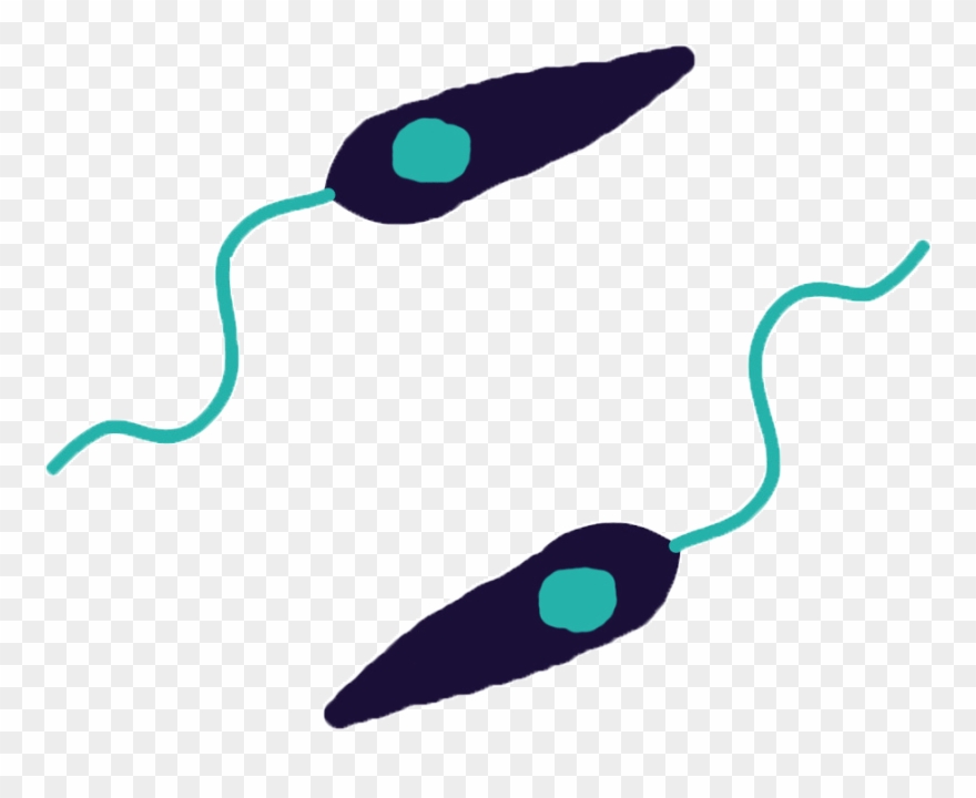 Leishmania Clipart