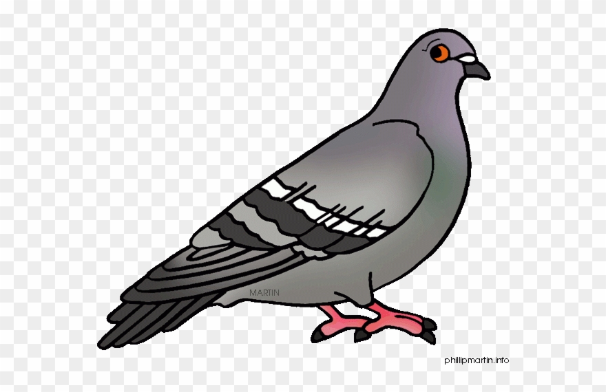 Clip Royalty Free Library Pegion Free On Dumielauxepices - Pigeon Clipart - Png Download