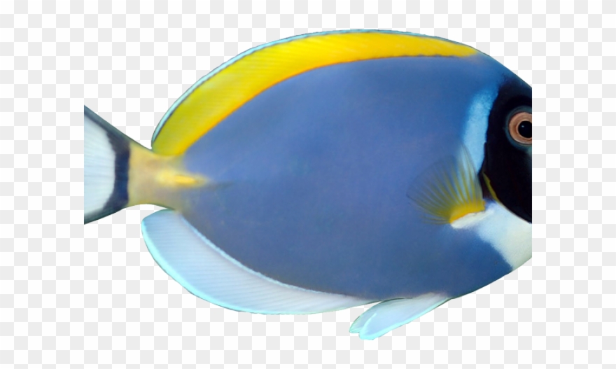 Marine Fish Clipart Pet Fish - Powder Blue Tang - Png Download