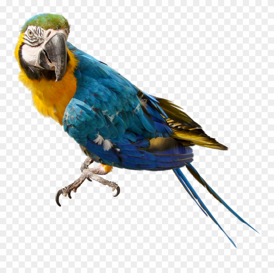 Reklama - Parrot Transparent Png Clipart
