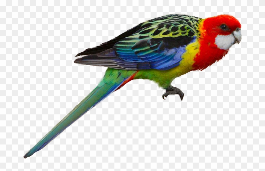 Eastern Rosella - Golden Mantled Rosella Parakeet Clipart