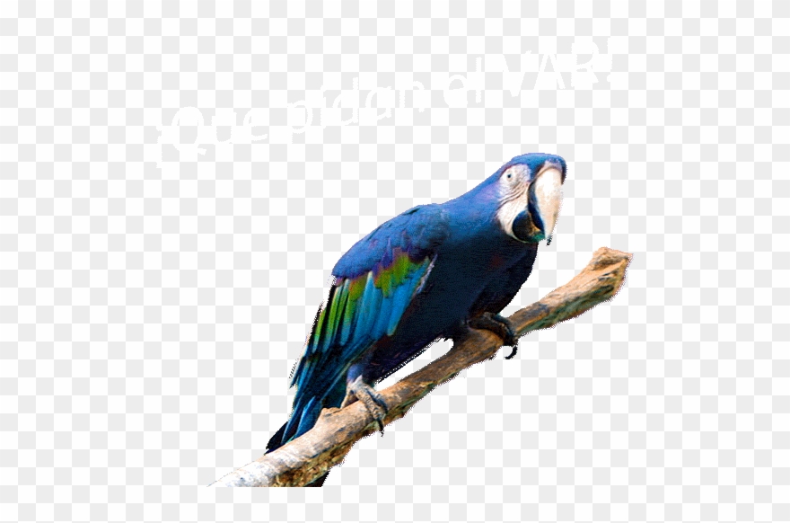 Futbol Var Sticker By Movistar España - Macaw Clipart