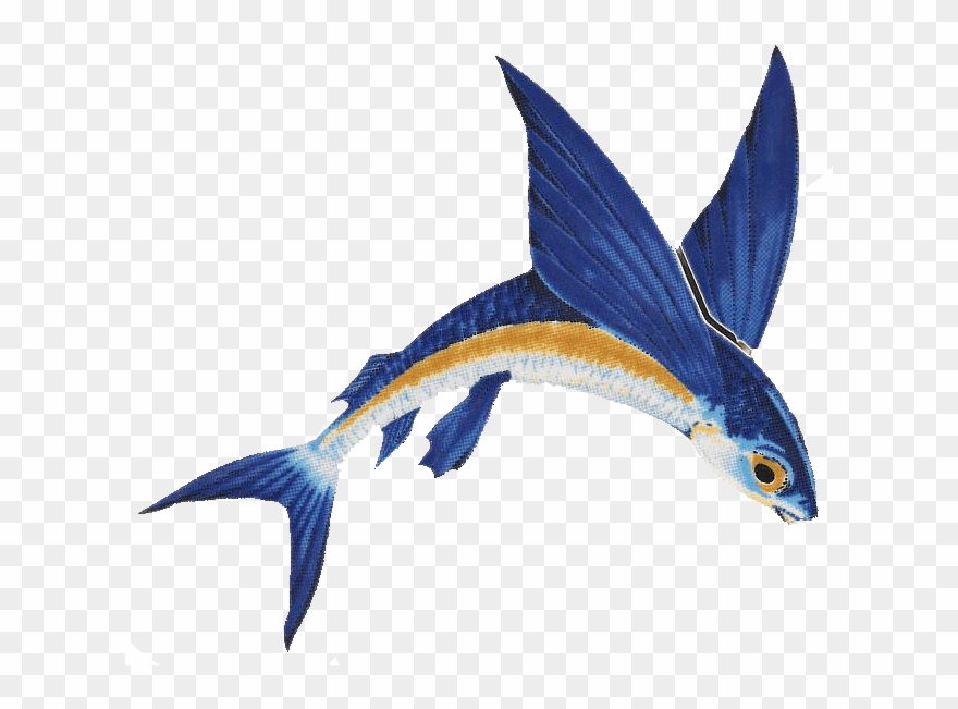 Flying Fish Clipart