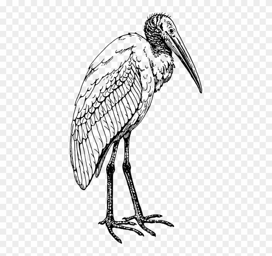 Glossy Ibis Bird Coloring Book American White Ibis - Wood Stork Line Drawing Clipart