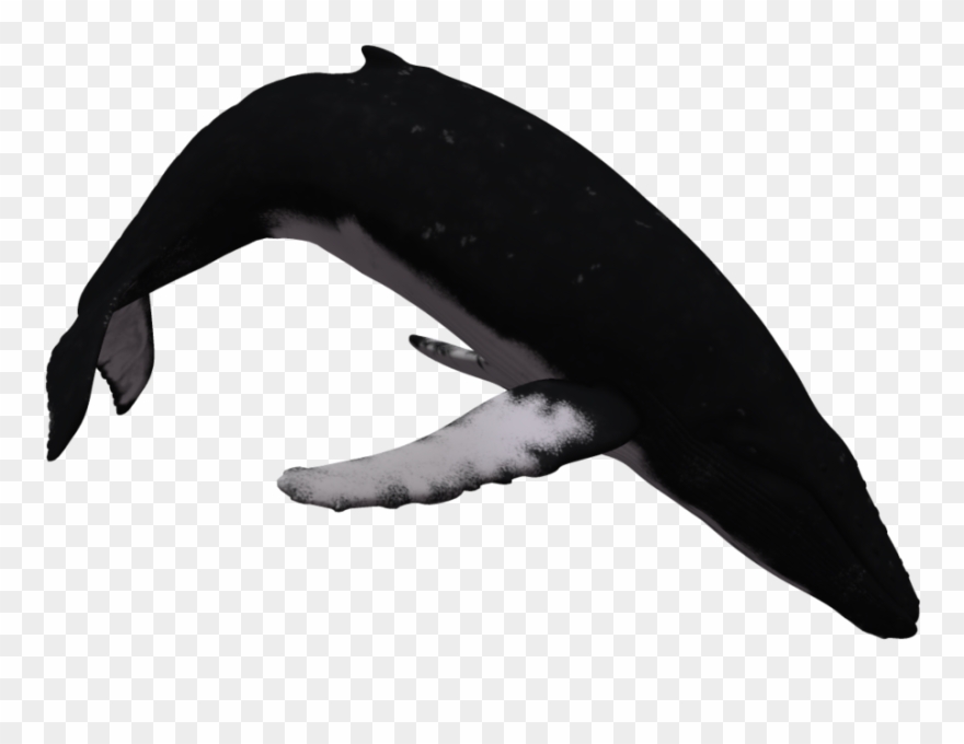 Humpback Whale With White Background Clipart