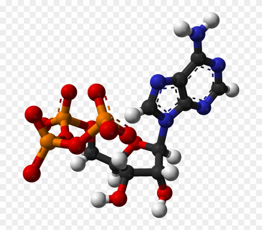 Ադենոզինեռֆոսֆատ - Adenosine Triphosphate 3d Structure Clipart
