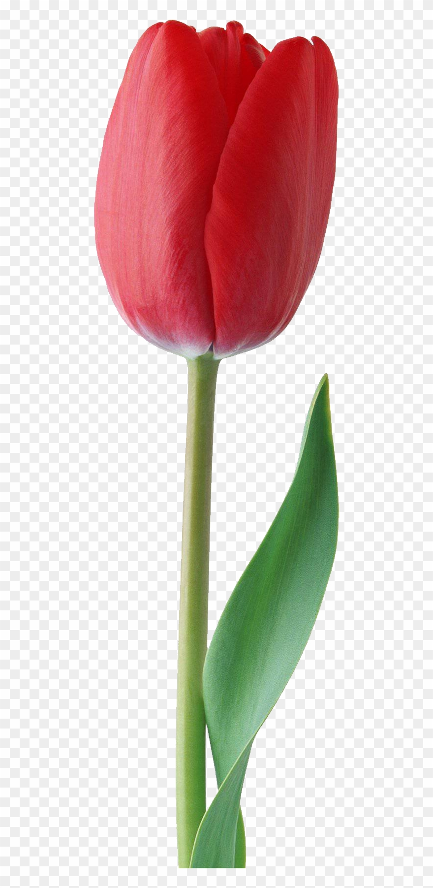 Red Tulip Png Clipart