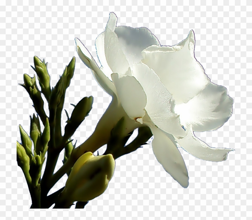 Related Wallpapers - Oleander Flower Png Clipart