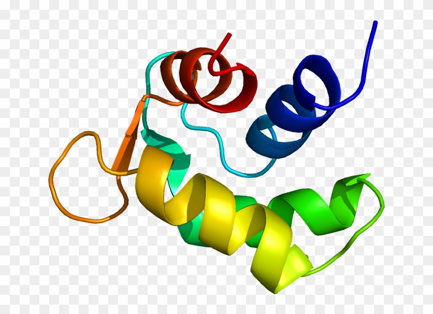 Calmodulin Like Proteins Clipart