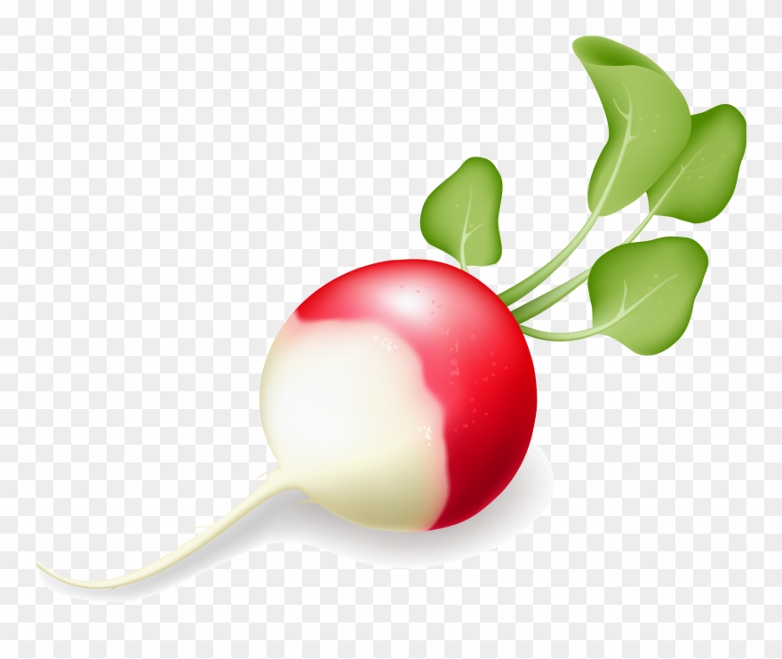 Radish Png Clipart