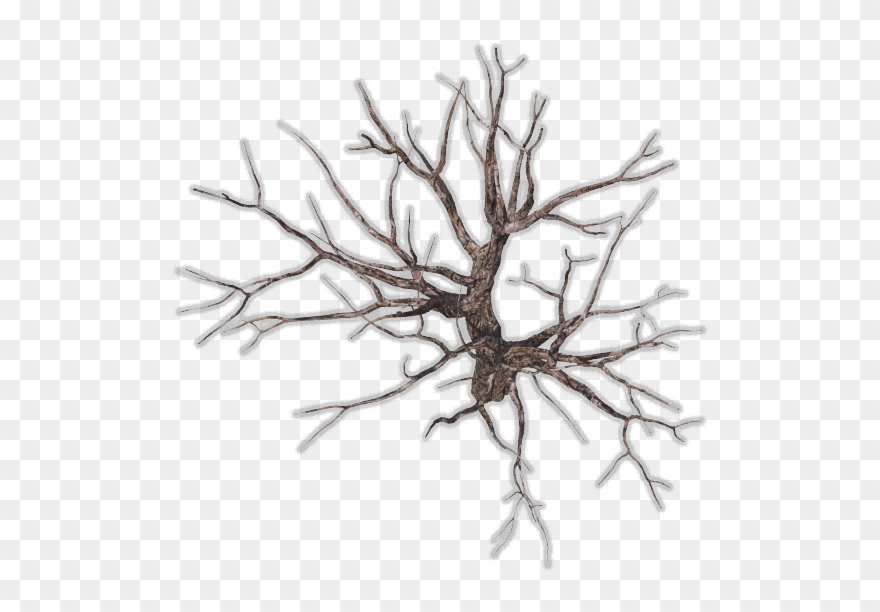18 249k Tree Bare Large2 06 Feb 2009 - Winter Trees Top View Png Clipart