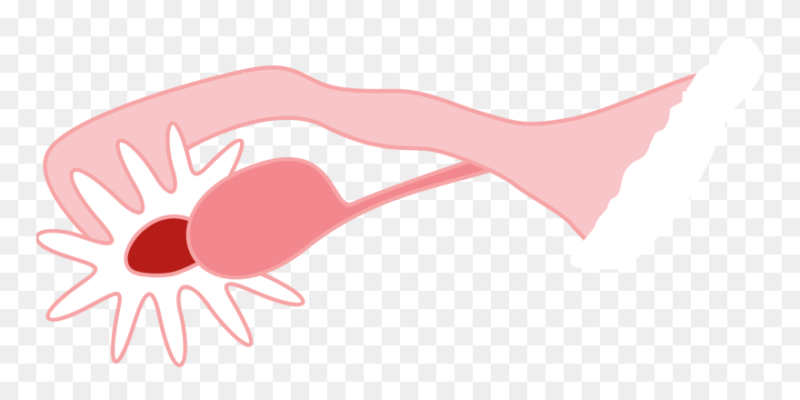 Ovary - Ovary Png Clipart