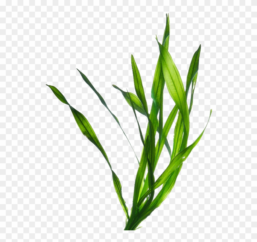 Google Search Aester Ig Pinterest - Tiny Seaweed Gif Transparent Clipart