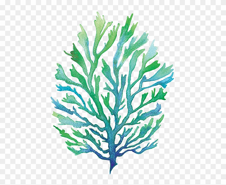 Vector Free Library Group Buy Online - Painting Seaweed Watercolor Clipart