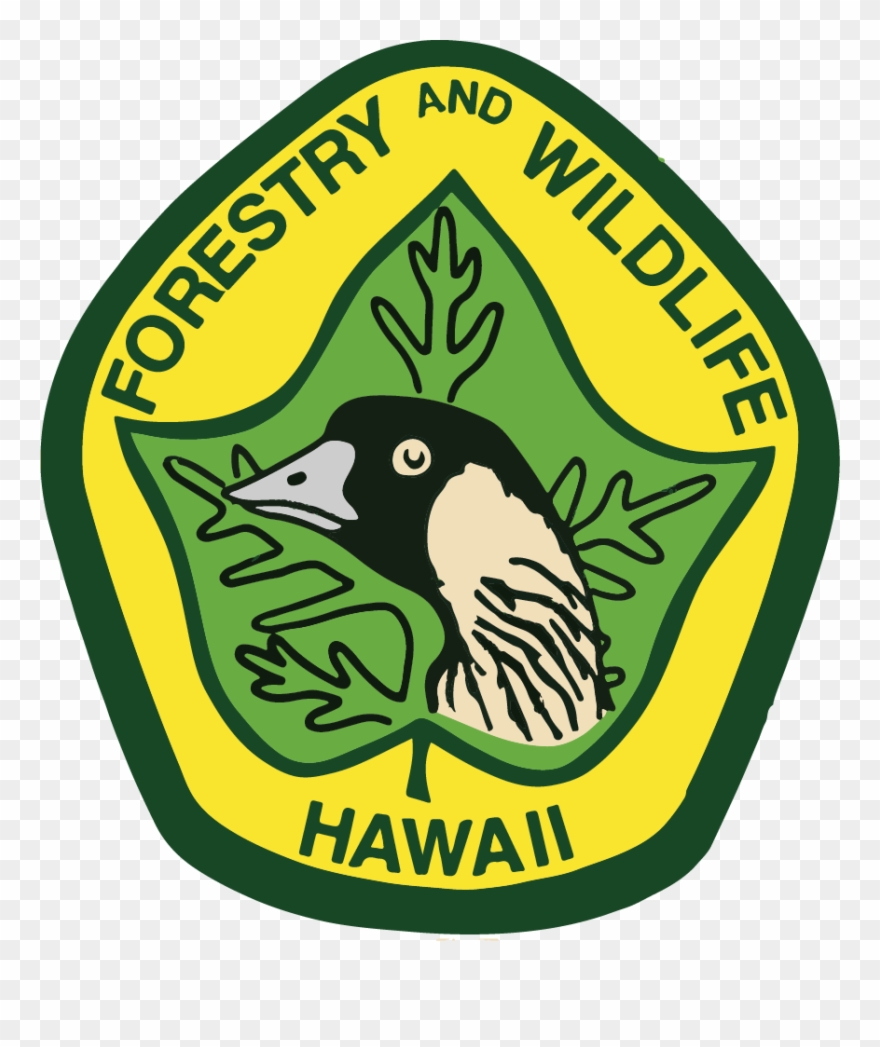 Dofaw Logo Clipart