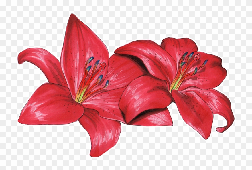 Png Royalty Free Download Flower Philadelphicum Olsikowa - Wood Lily Clipart