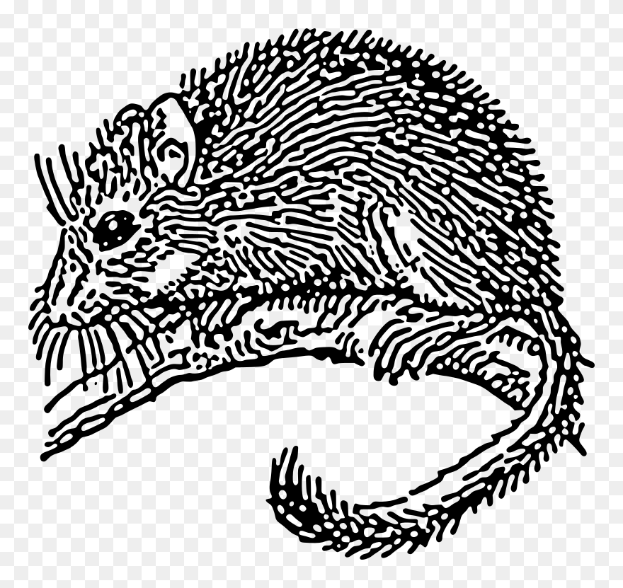 Dormouse Drawing Clipart (#1438521) - PinClipart
