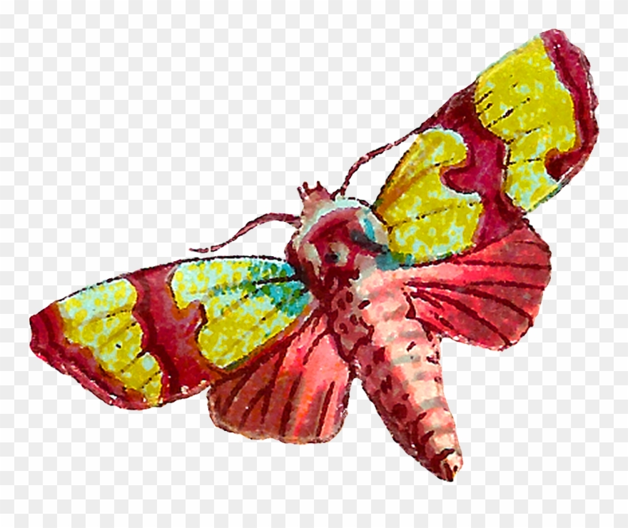 Antique Images Death S Head Shabby Illustrations - Death's-head Hawkmoth Clipart