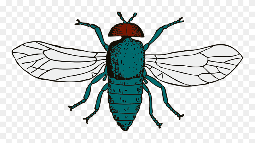 Blue Bottle Fly - Blue Bottle Fly Drawing Clipart